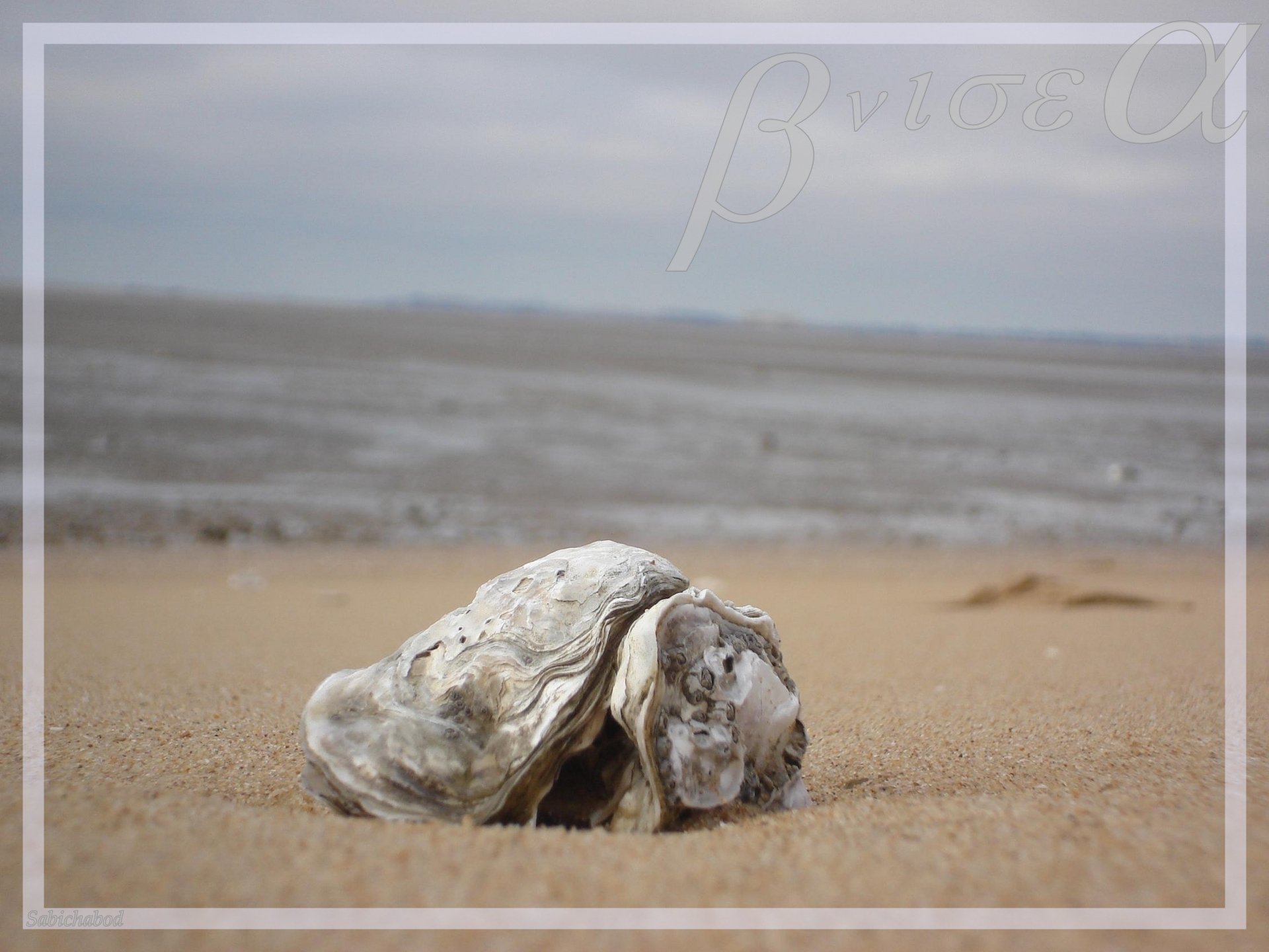 Fonds d'cran Nature Coquillages - Coquilles Egar sur la plage