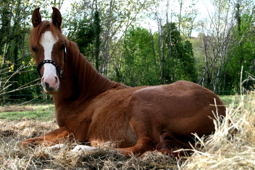 Fonds d'cran Animaux Chevaux attention