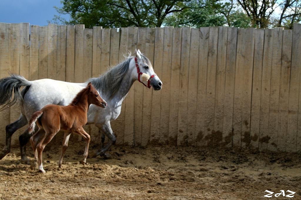 Fonds d'cran Animaux Chevaux follower