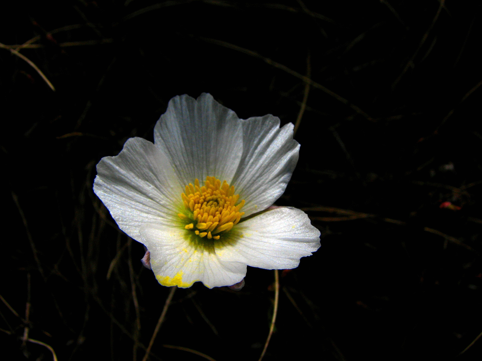 Fonds d'cran Nature Fleurs renoncule des glaciers