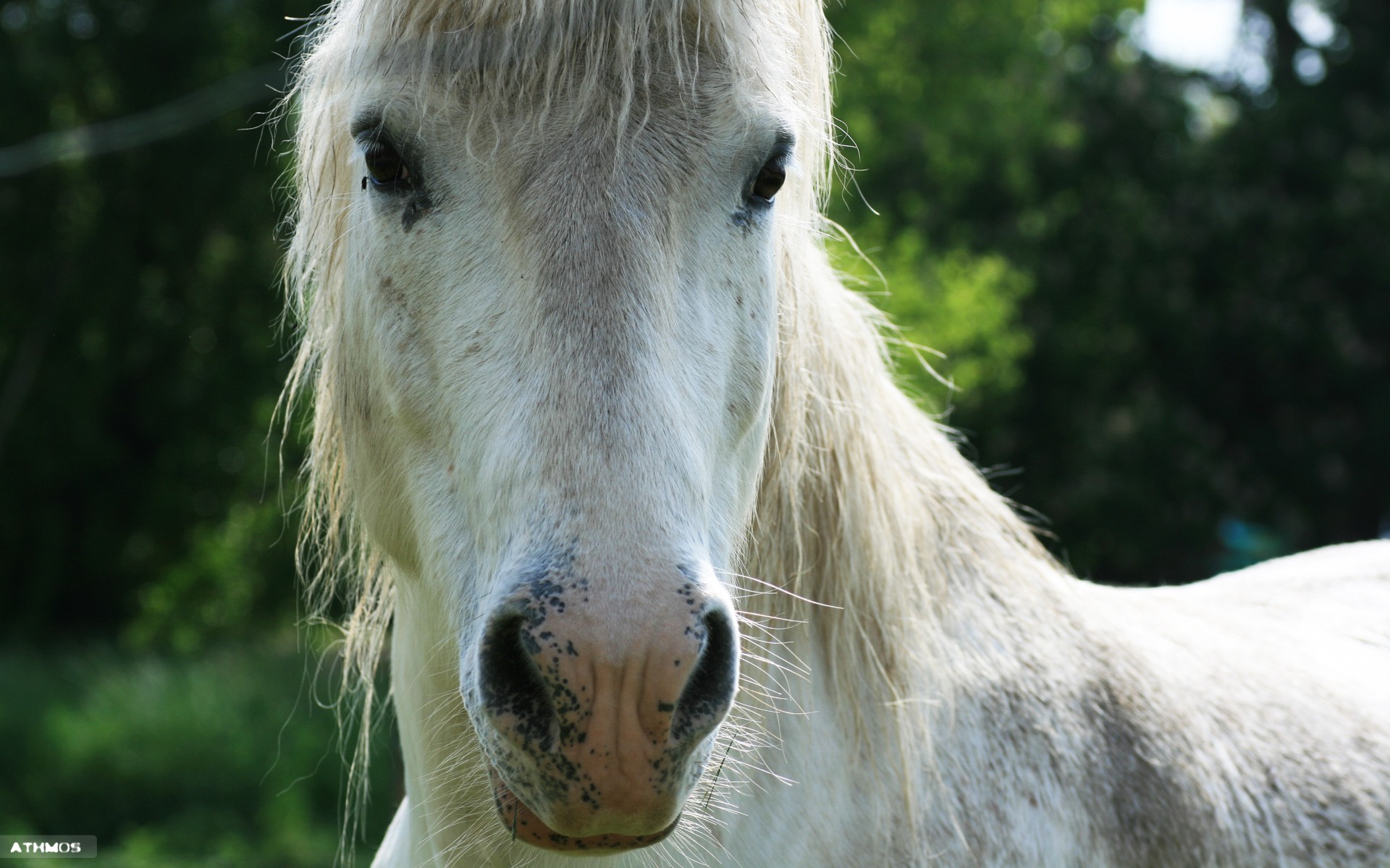 Wallpapers Animals Horses La vraie voiture cologique