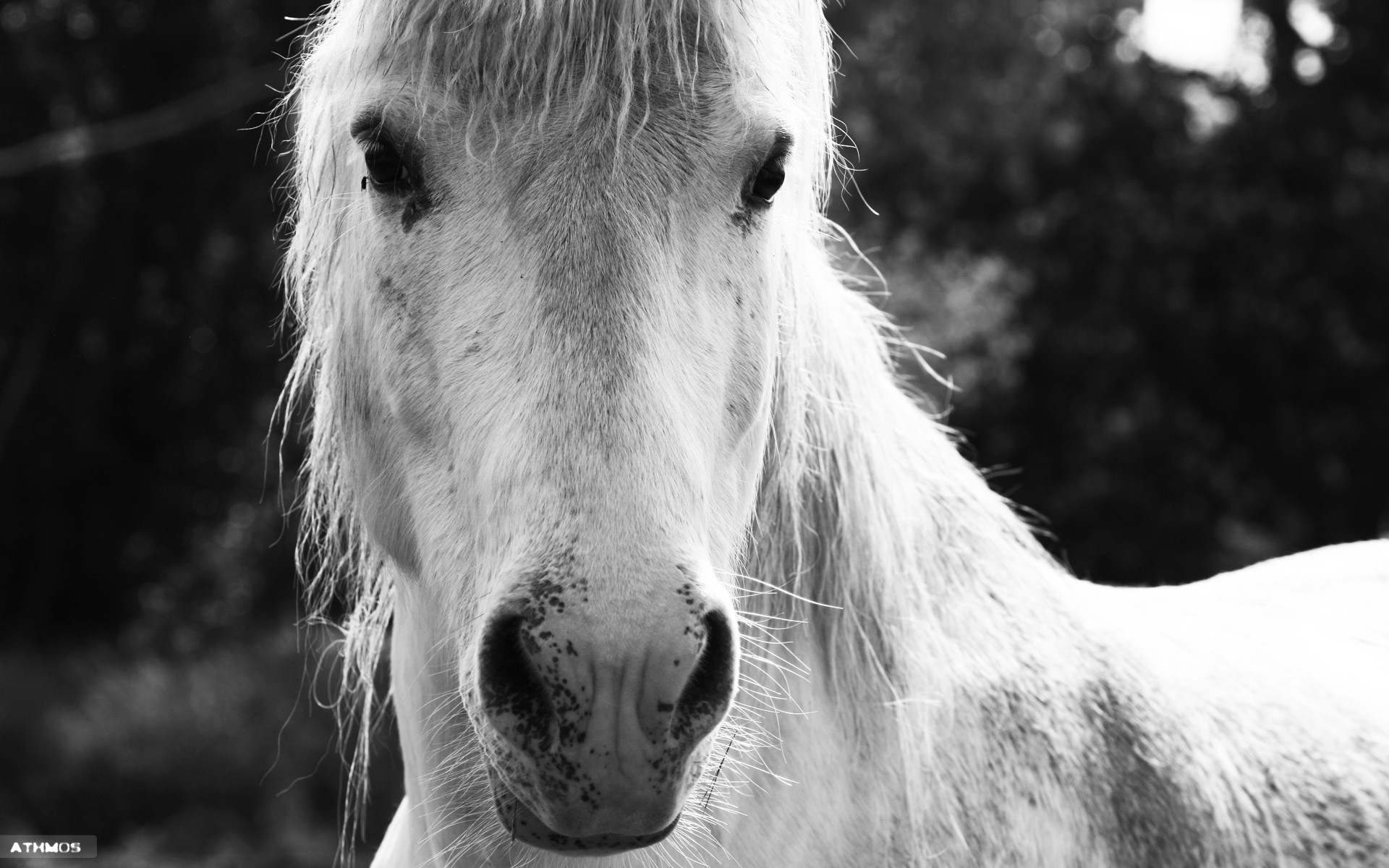 Wallpapers Animals Horses Cheval d'ombre et de lumire