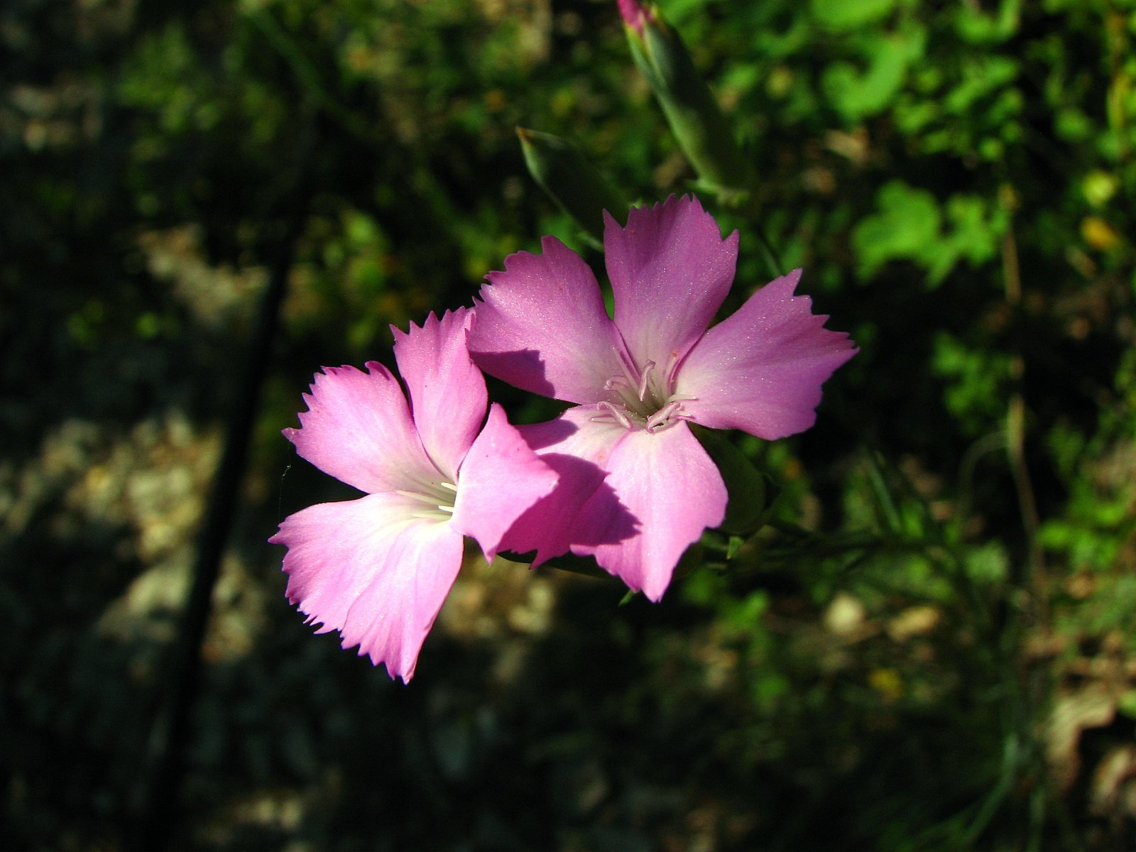 Wallpapers Nature Flowers Oeillet sauvage