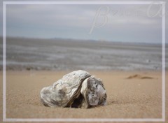 Fonds d'cran Nature Egar sur la plage