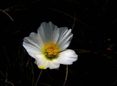 Fonds d'cran Nature renoncule des glaciers