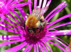 Wallpapers Animals Abeille