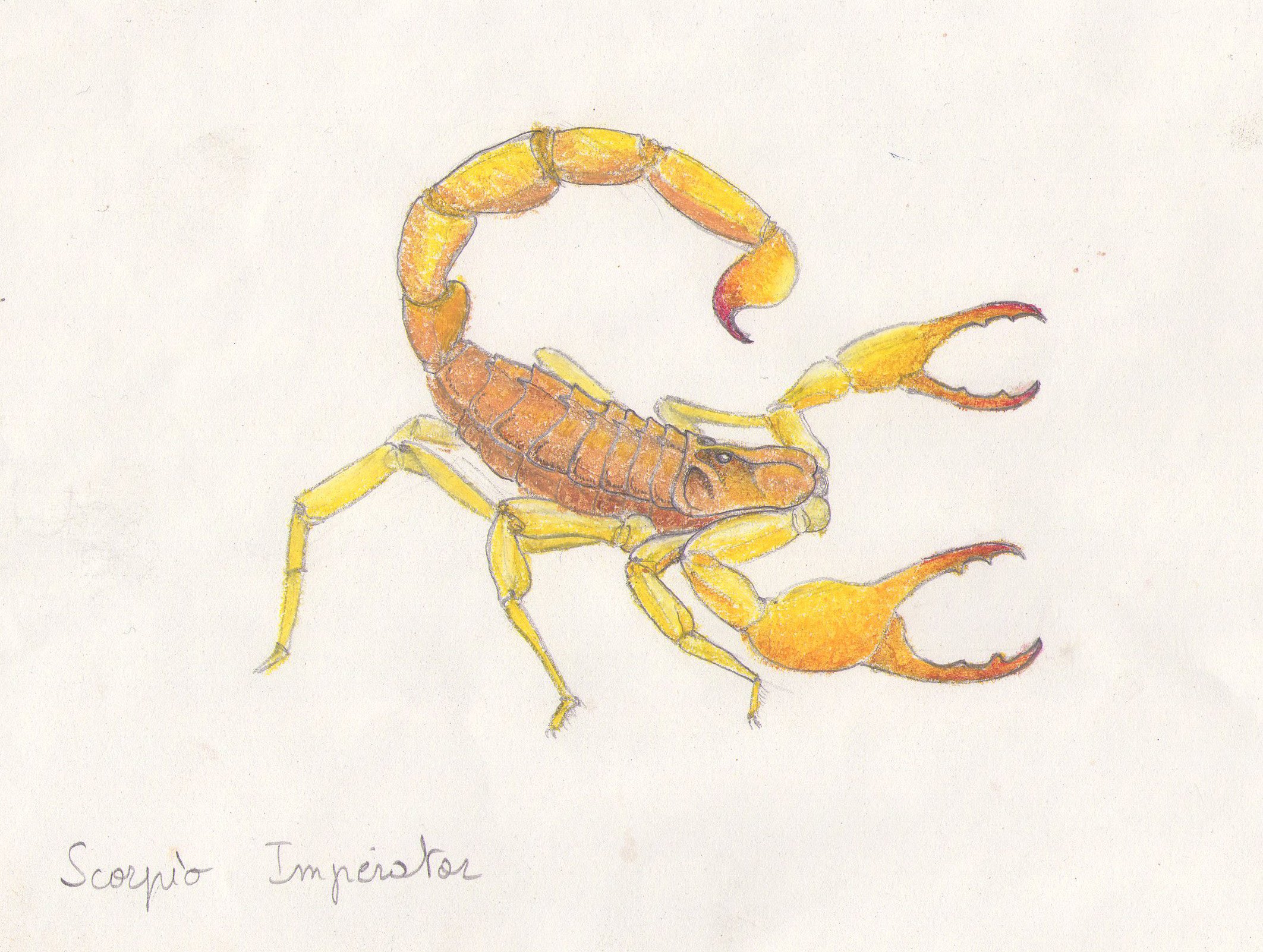 Fonds d'cran Art - Crayon Animaux - Scorpions 