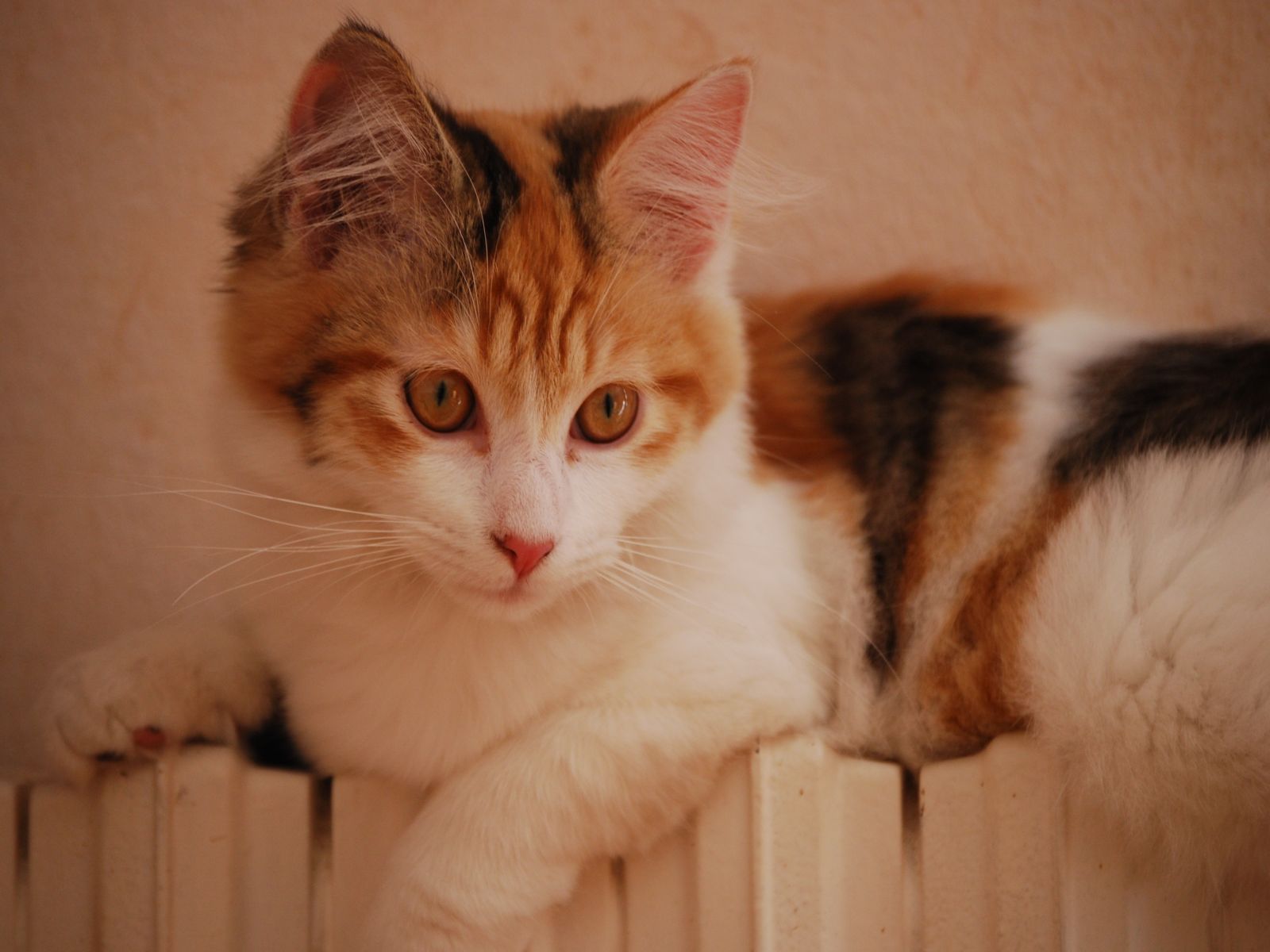 Wallpapers Animals Cats - Kittens 