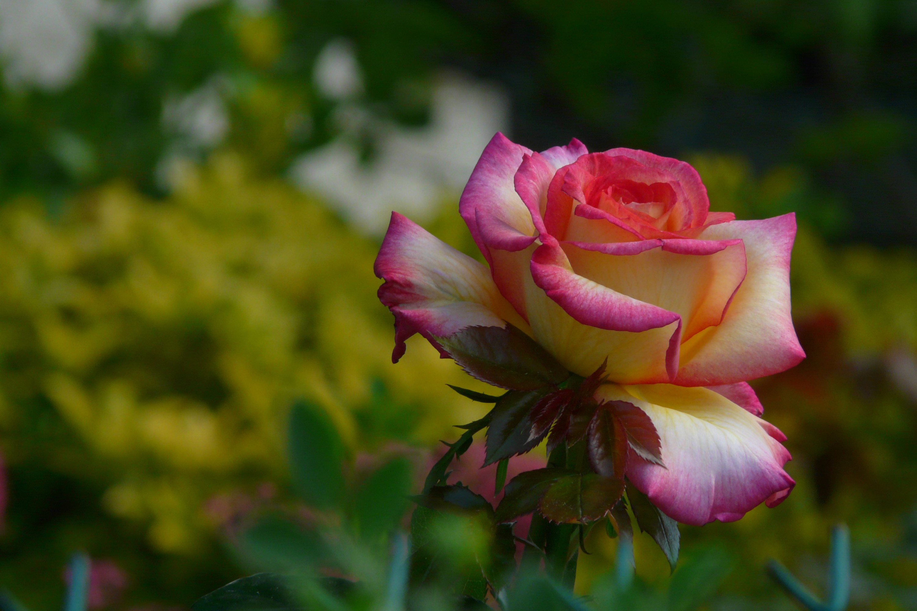 Wallpapers Nature Flowers Une rose pastel