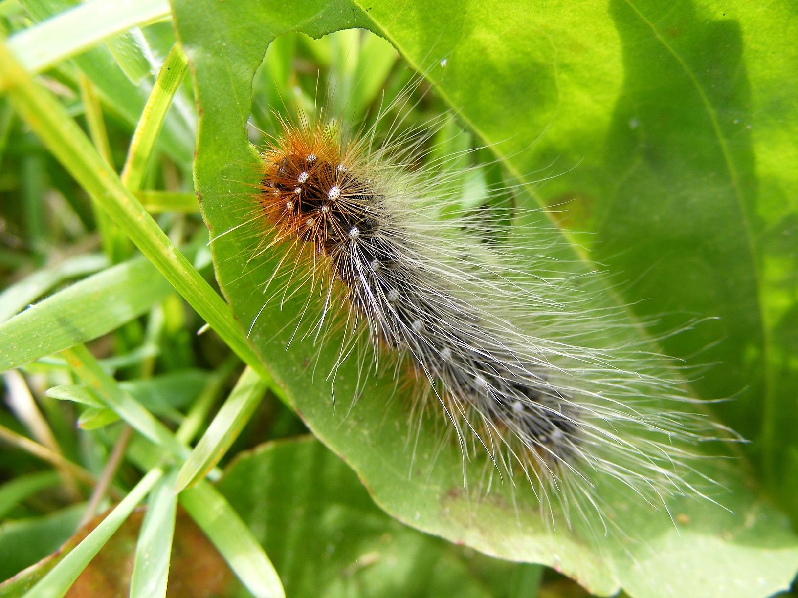 Fonds d'cran Animaux Insectes - Chenilles Mademoiselle chenille