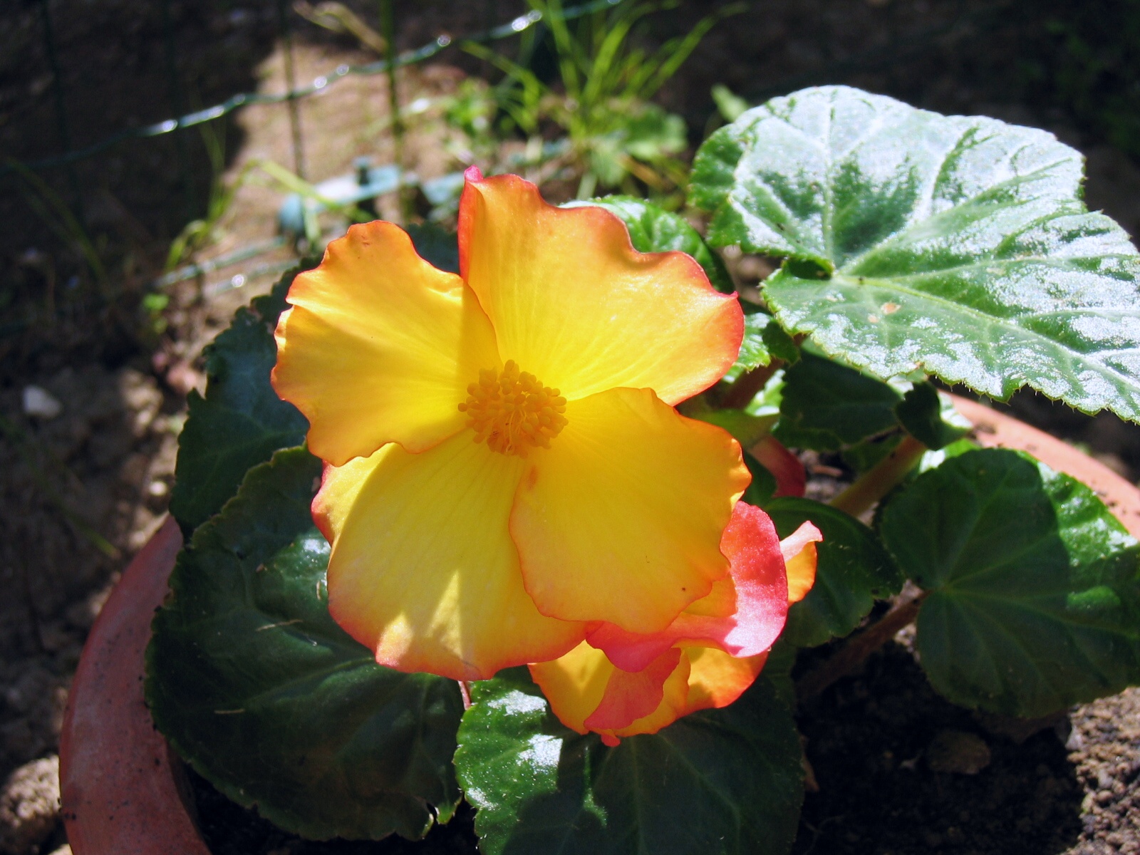 Fonds d'cran Nature Fleurs Bgonia