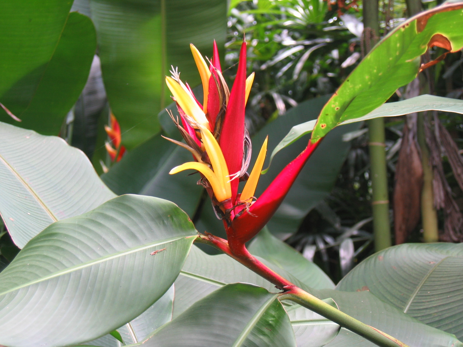 Fonds d'cran Nature Fleurs Fleur tropicale Australie 2007