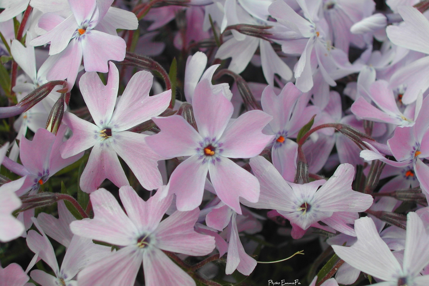 Fonds d'cran Nature Fleurs 