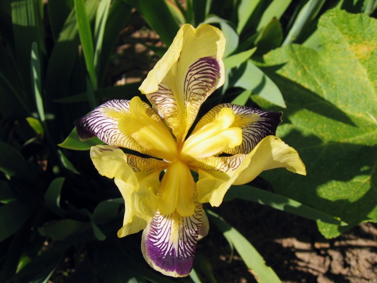 Fonds d'cran Nature Fleurs Iris zbr