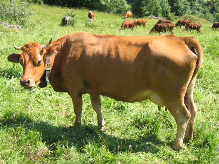 Fonds d'cran Animaux Vaches - Taureaux - Boeufs Wallpaper N233398