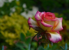 Fonds d'cran Nature Une rose pastel