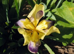 Fonds d'cran Nature Iris zbr