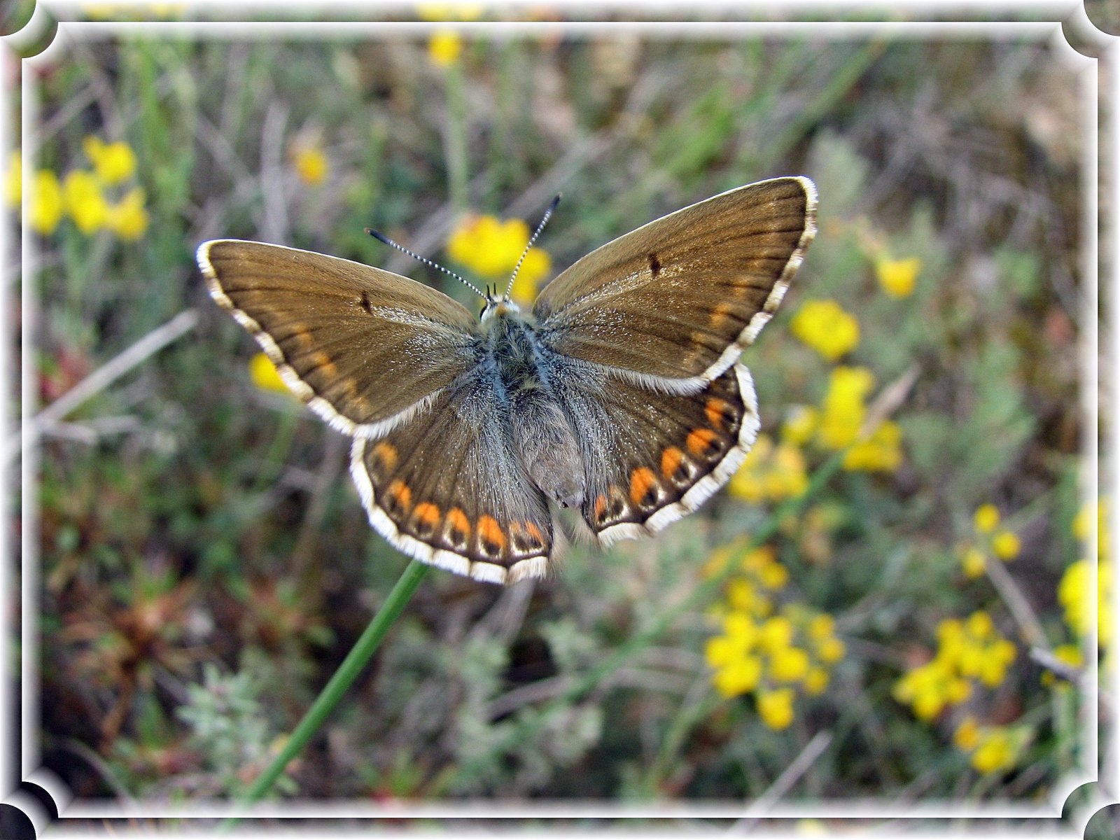 Fonds d'cran Animaux Insectes - Papillons Aricia agestis