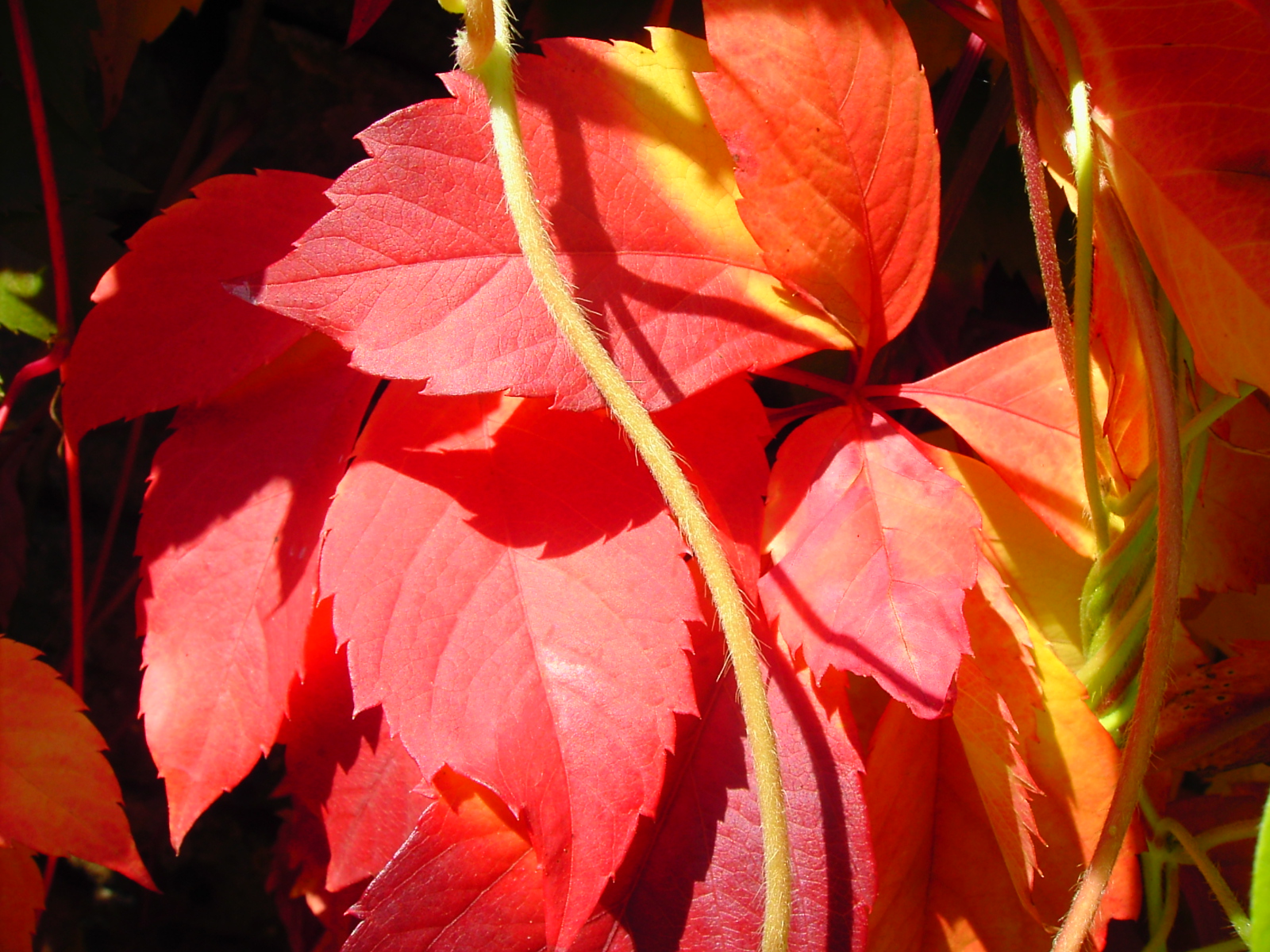 Wallpapers Nature Leaves - Foliage 