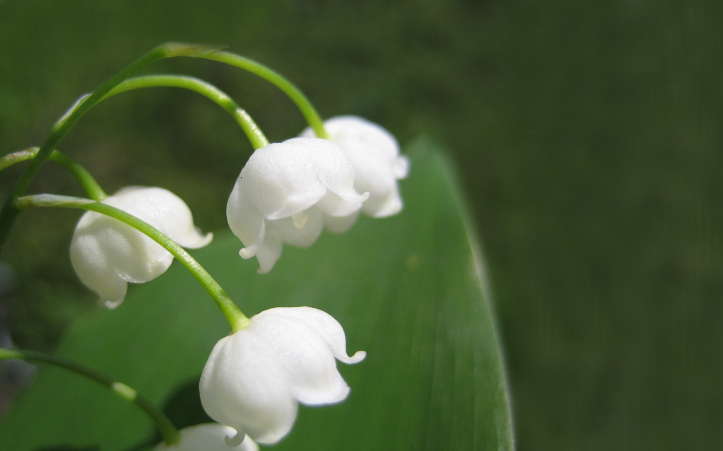 Fonds d'cran Nature Fleurs 1er MAI