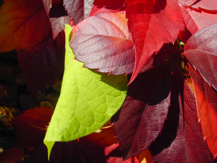 Fonds d'cran Nature Feuilles - Feuillages majestik'feuill