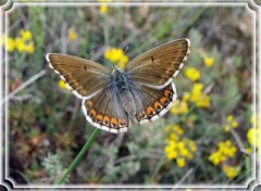 Fonds d'cran Animaux Aricia agestis