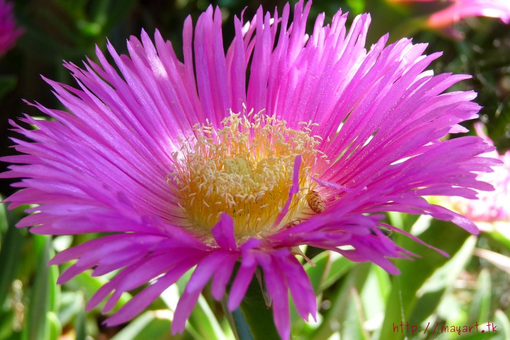 Fonds d'cran Nature Fleurs 