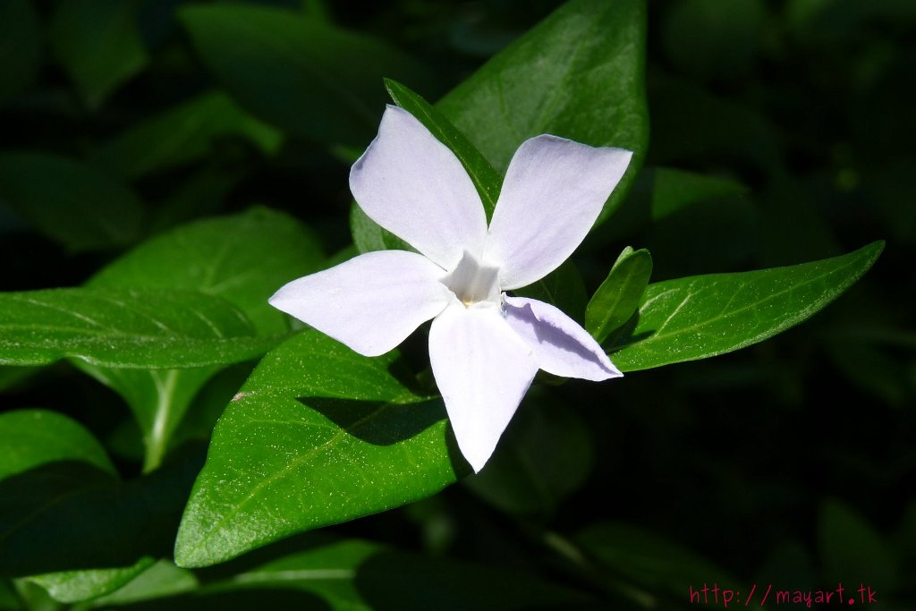 Fonds d'cran Nature Fleurs 