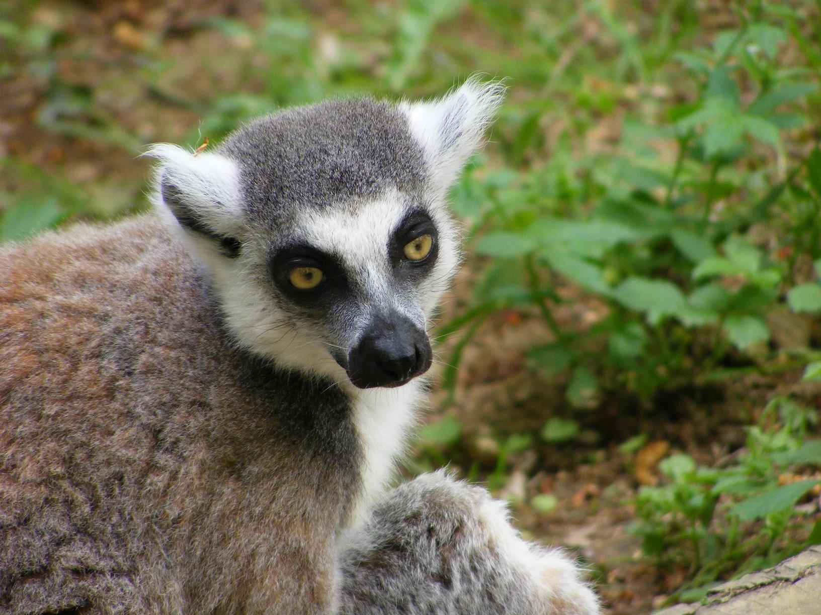 Fonds d'cran Animaux Singes Le lmurien (maki catta)