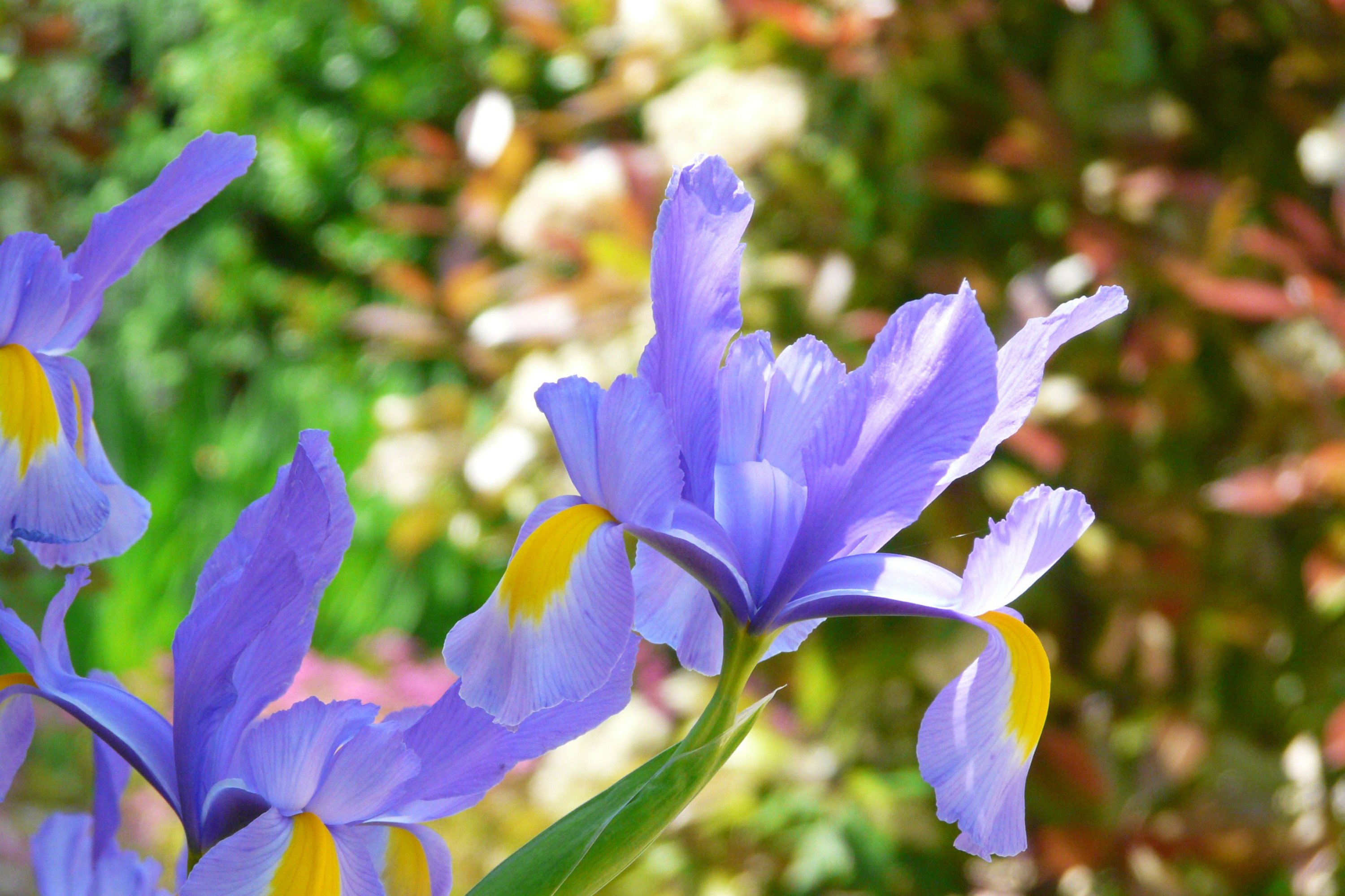 Fonds d'cran Nature Fleurs des iris colors