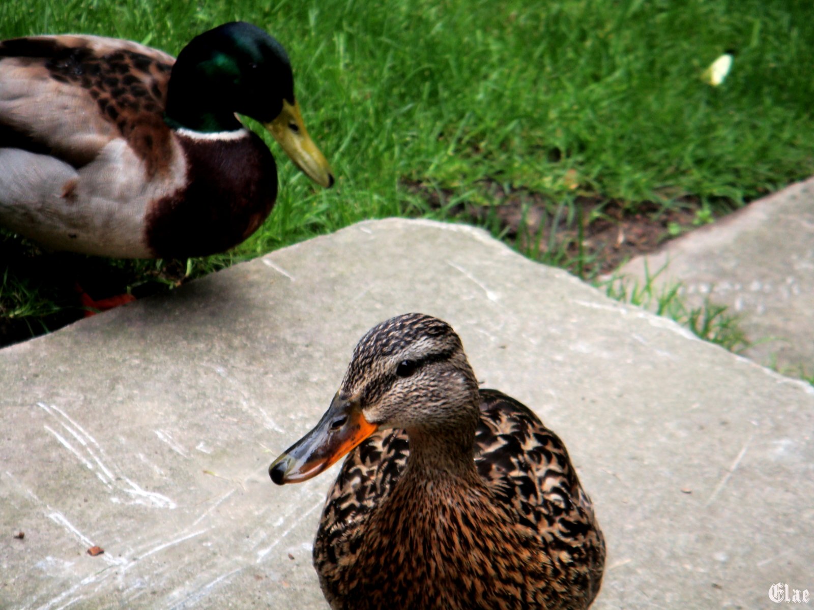 Wallpapers Animals Birds - Ducks Canards