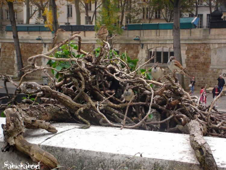 Fonds d'cran Animaux Oiseaux - Divers Petits habitants parisiens