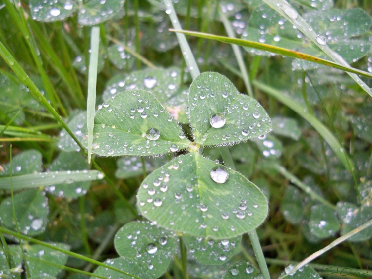 Wallpapers Nature Water - Drops Cristal 2