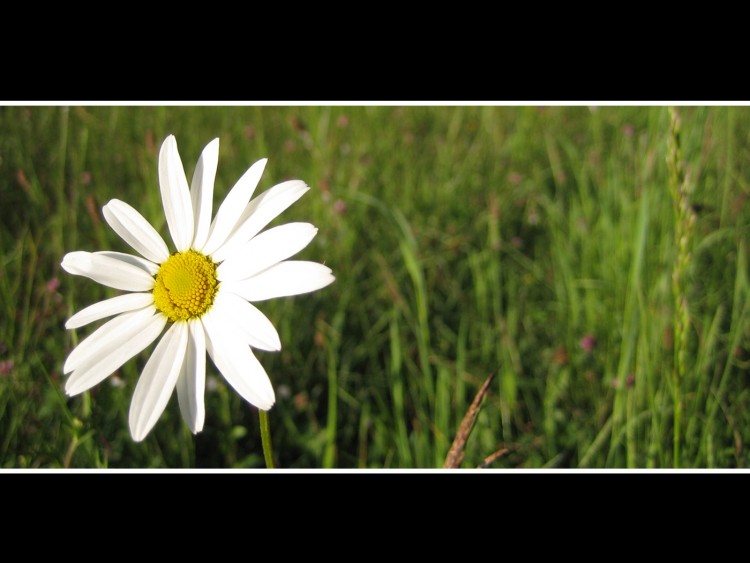 Fonds d'cran Nature Fleurs Marguerite