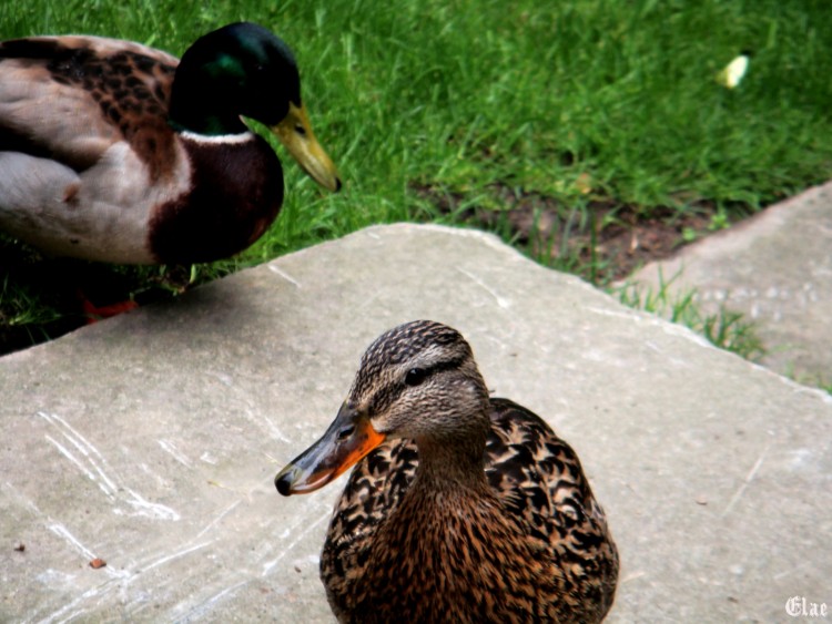 Wallpapers Animals Birds - Ducks Canards