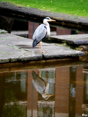 Wallpapers Animals Birds - Herons Heron