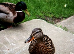 Wallpapers Animals Canards