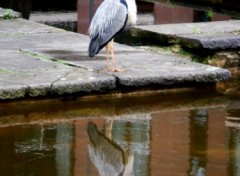 Fonds d'cran Animaux Heron