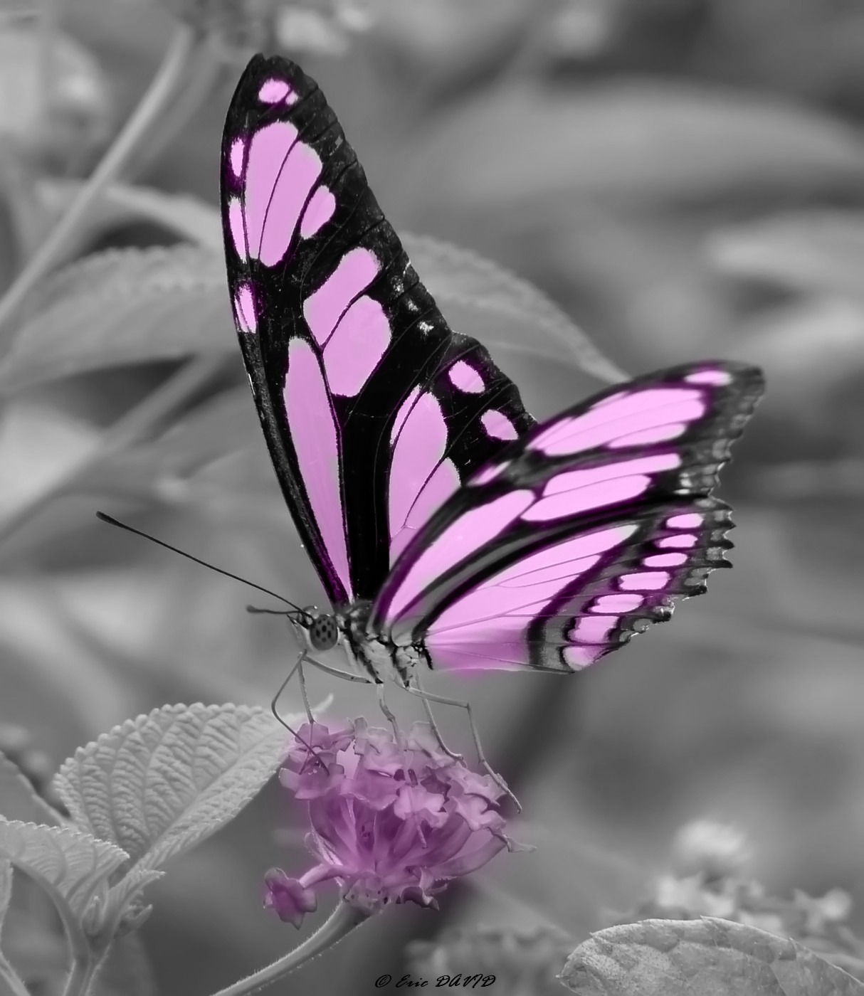 Fonds d'cran Animaux Insectes - Papillons Papillon rose ( modifi )