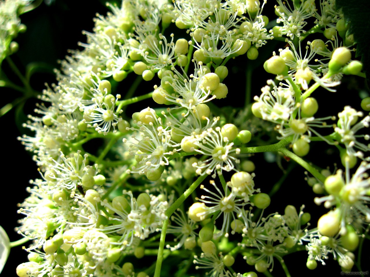 Fonds d'cran Nature Fleurs Arborescence