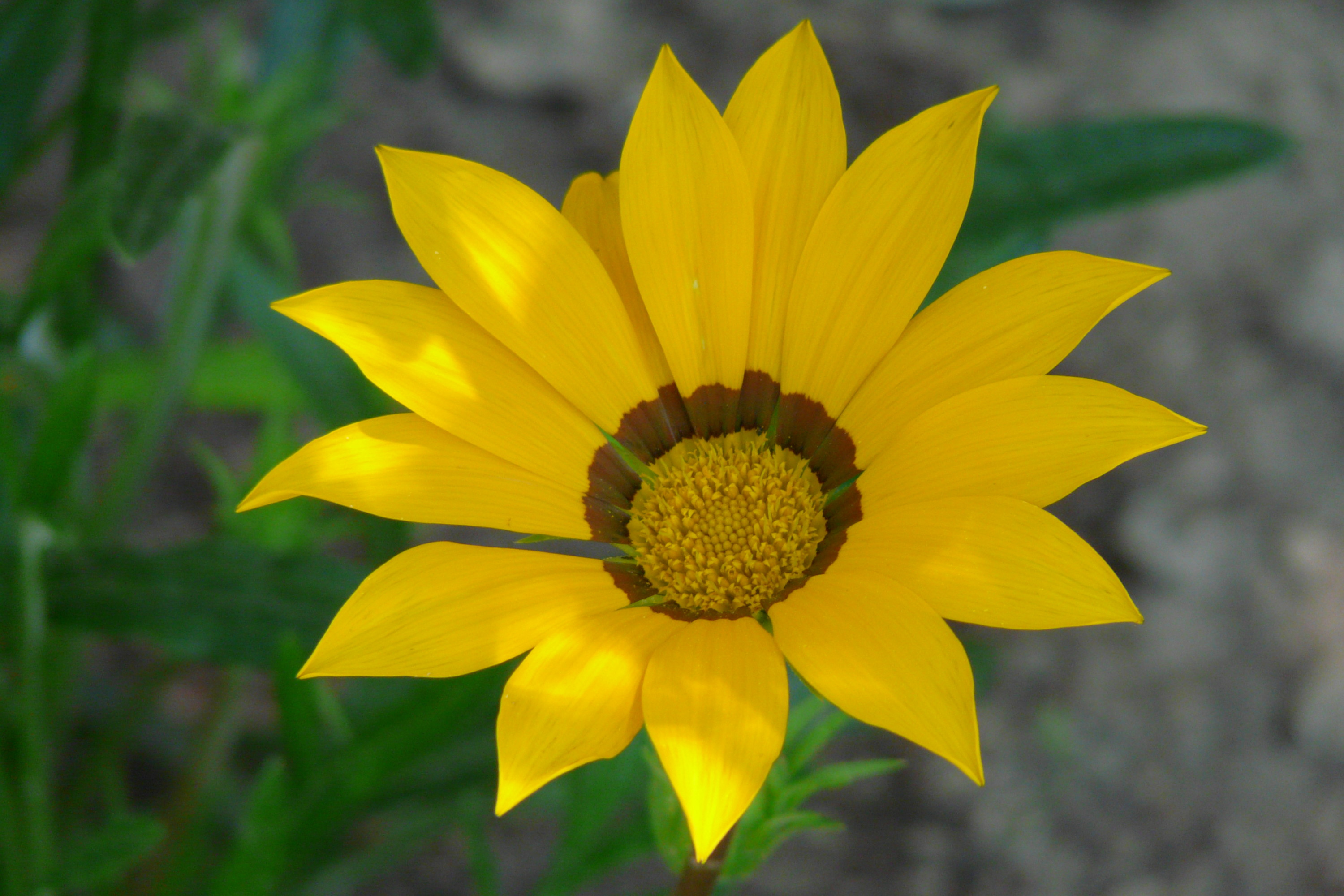 Fonds d'cran Nature Fleurs Un gazania ensoleill