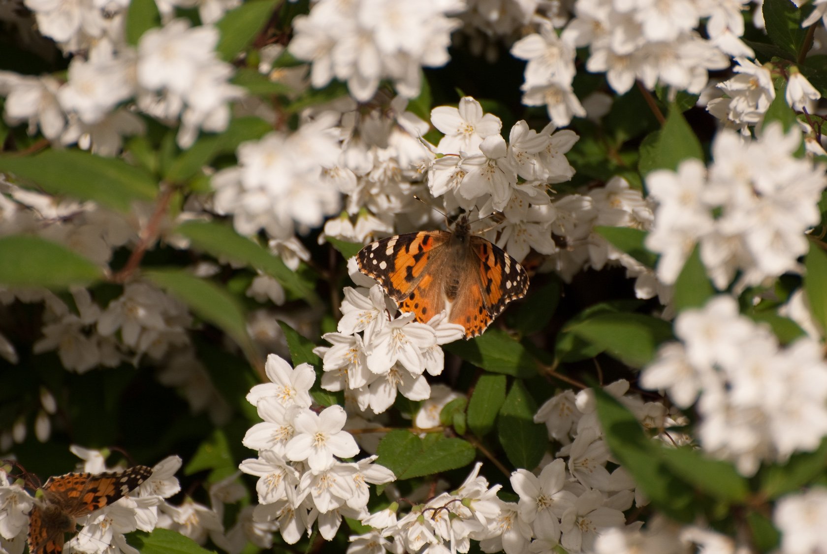 Wallpapers Animals Insects - Butterflies Petits papillons sur des fleurs blanches