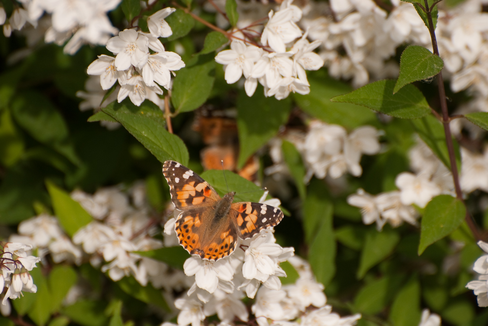 Fonds d'cran Animaux Insectes - Papillons petits papillons sur des fleurs blanches