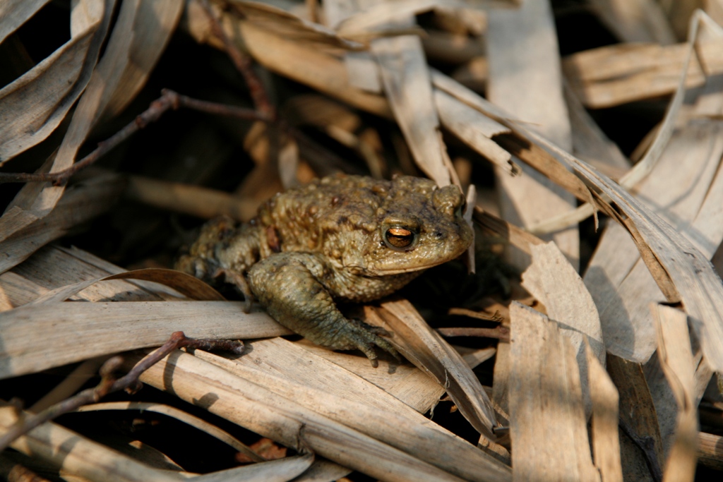 Fonds d'cran Animaux Grenouilles - Crapauds Grenouille dans les roseaux