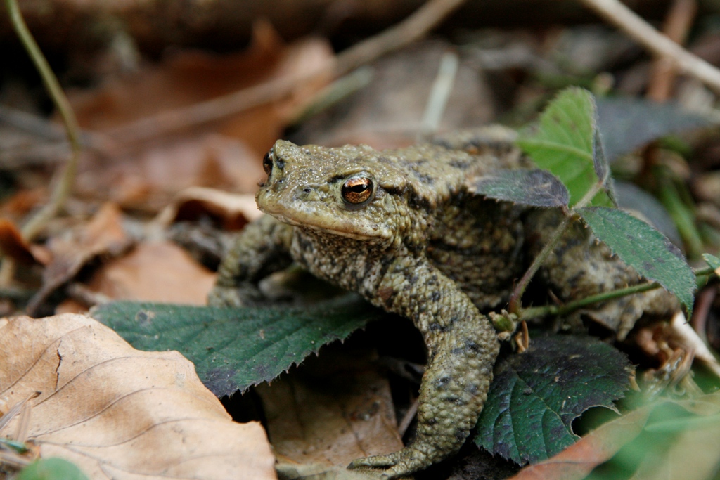 Fonds d'cran Animaux Grenouilles - Crapauds grenouille dans la fort