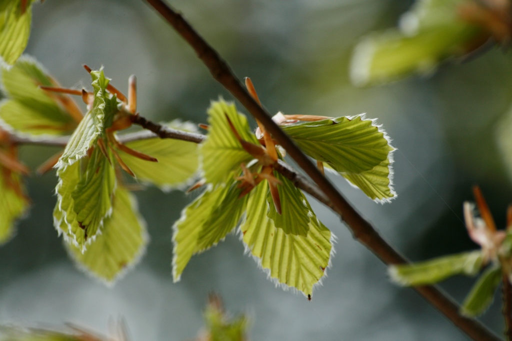 Wallpapers Nature Leaves - Foliage Feuille