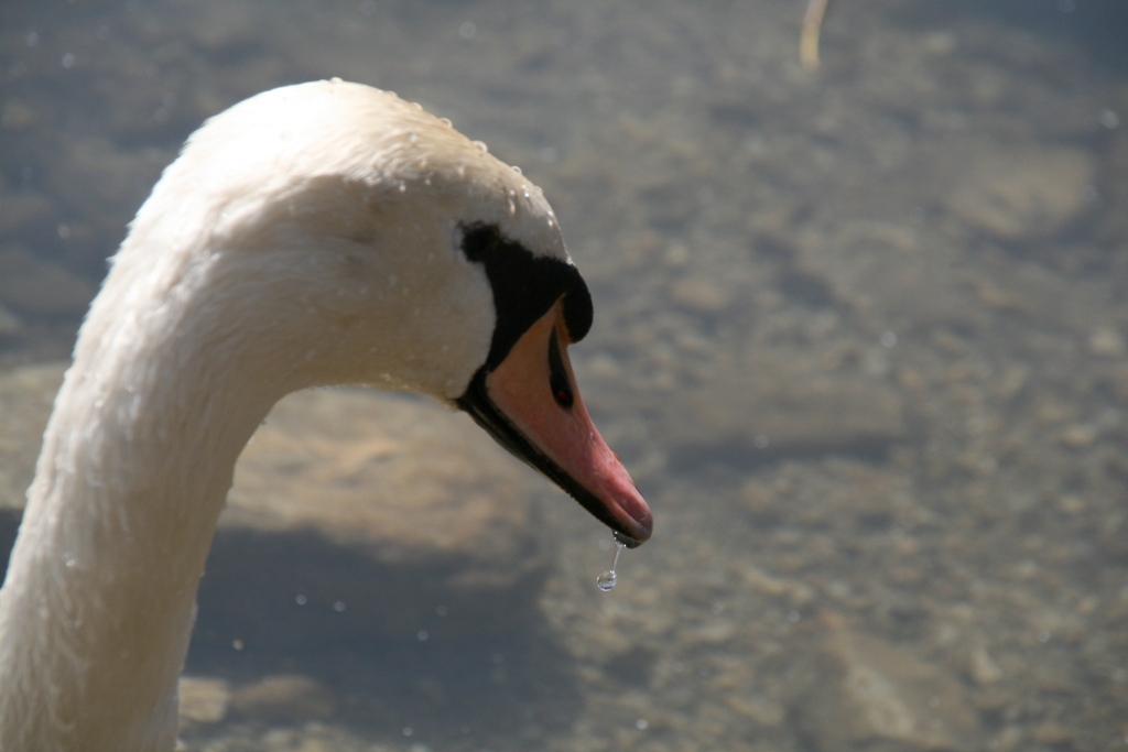 Fonds d'cran Animaux Oiseaux - Cygnes Goutte au bec du cygne