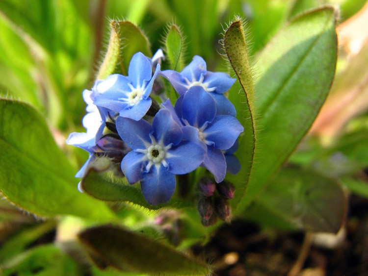 Wallpapers Nature Flowers Myosotis