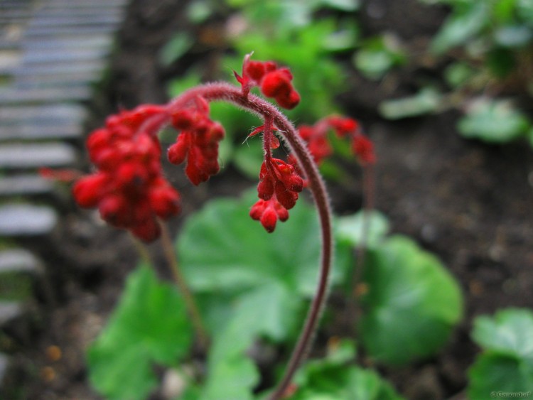 Fonds d'cran Nature Fleurs La Rouge Inconnue