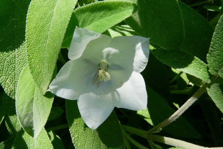 Fonds d'cran Nature Fleurs Campanule  feuilles de pcher